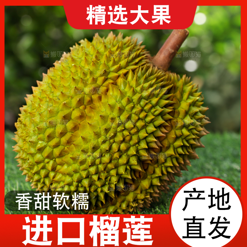 草地上的泰国甲仑榴莲