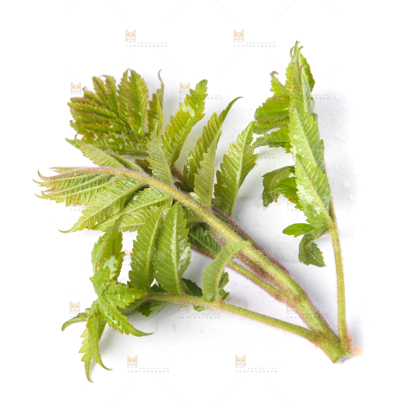 白底上放着新鲜香椿芽