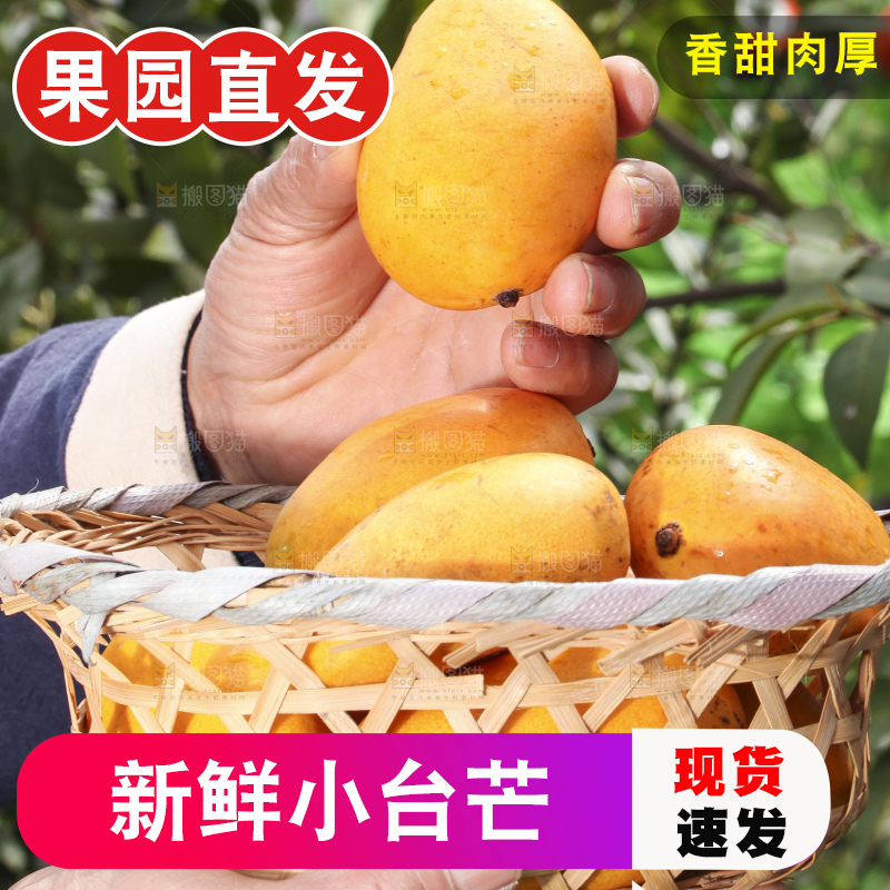 手拿一筐广西小台芒
