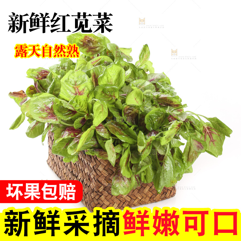 一筐红苋菜放在白底上