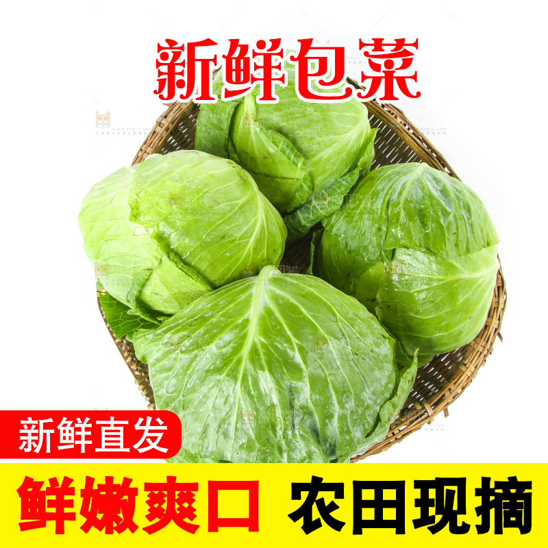 一筐新鲜包心菜放在白底上