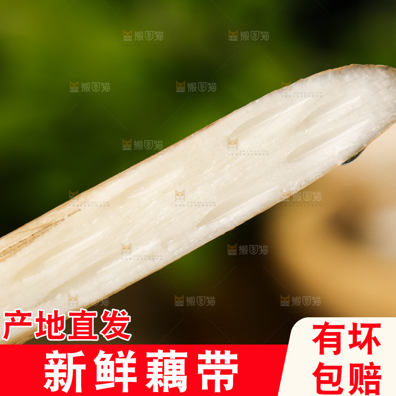 手里拿着藕苗