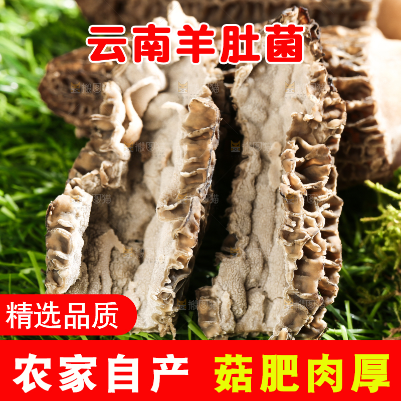草地上的羊肚菌