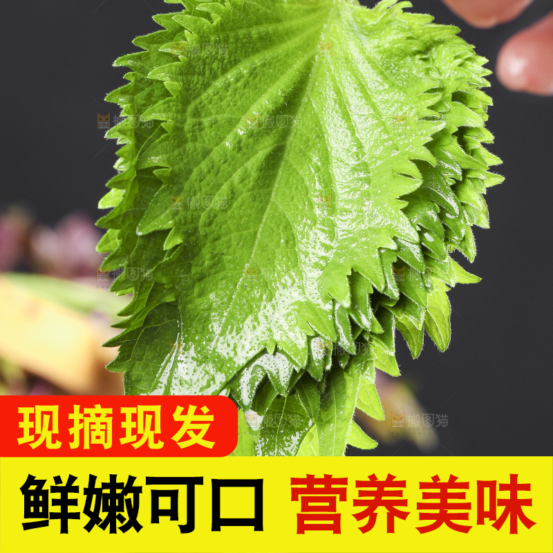 手拿紫苏叶