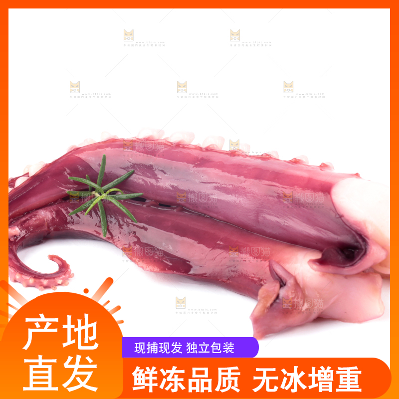 白底上的大鱿鱼