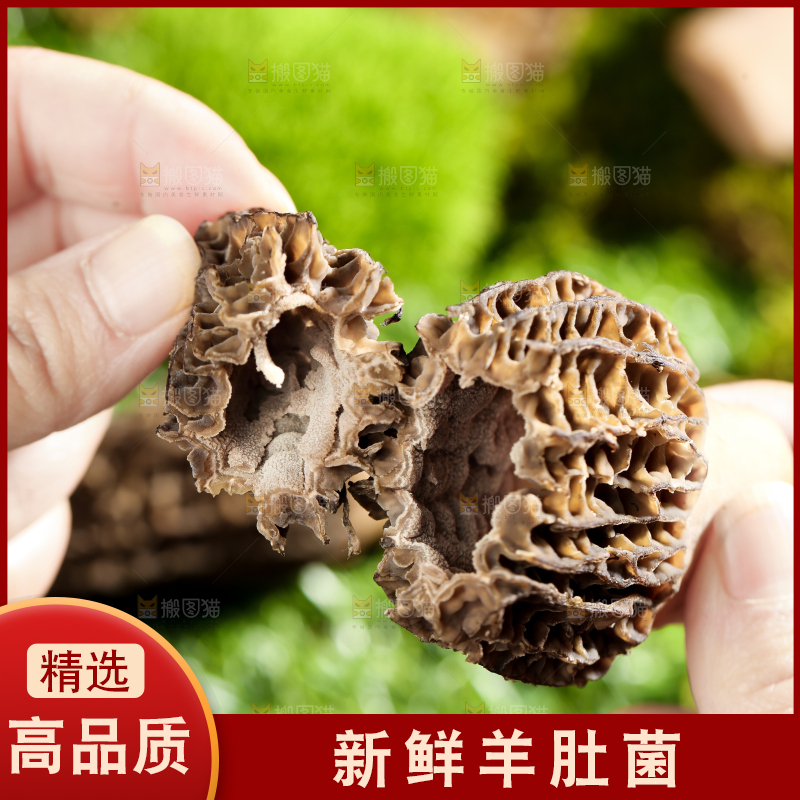 手拿切开的新鲜羊肚菌