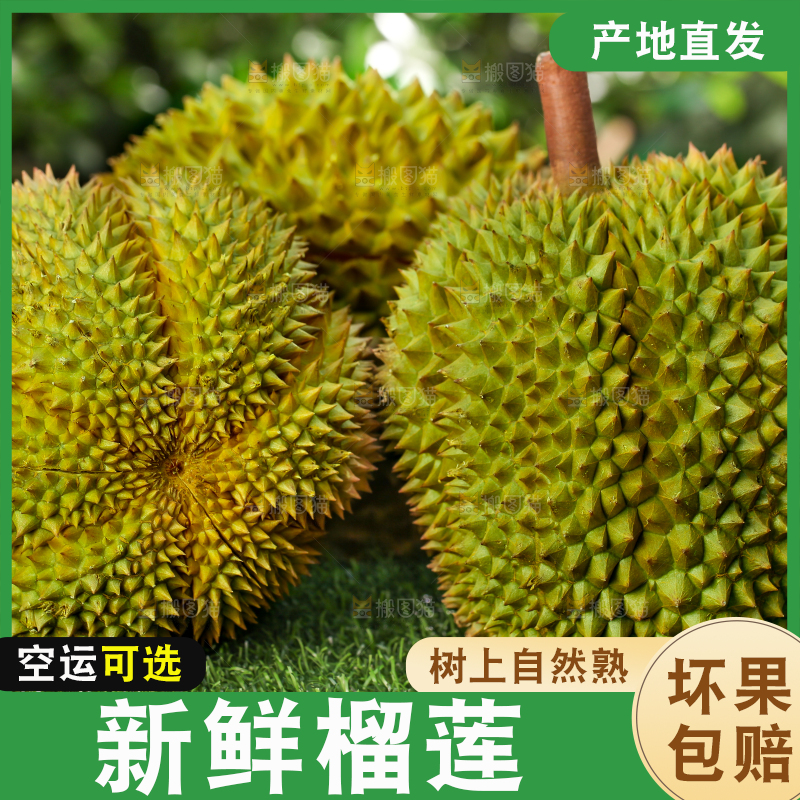 草地上的泰国甲仑榴莲