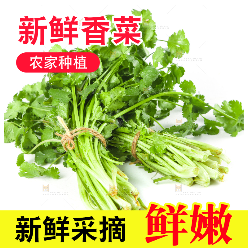 白底上的小叶香菜