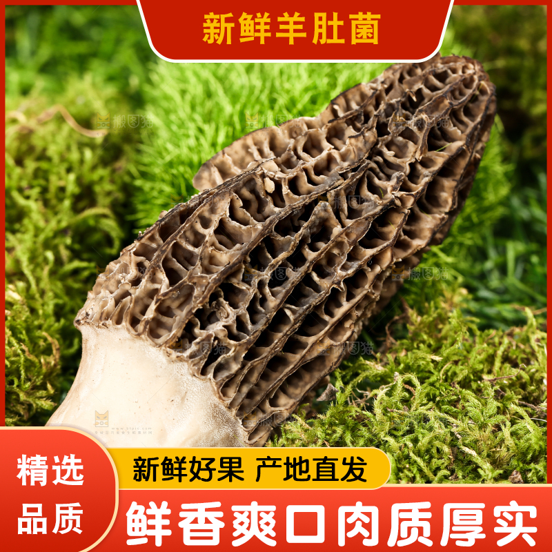 草地上的羊肚菌