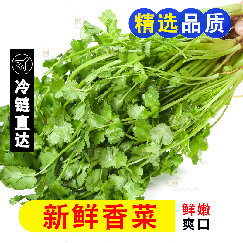 手拿新鲜香菜