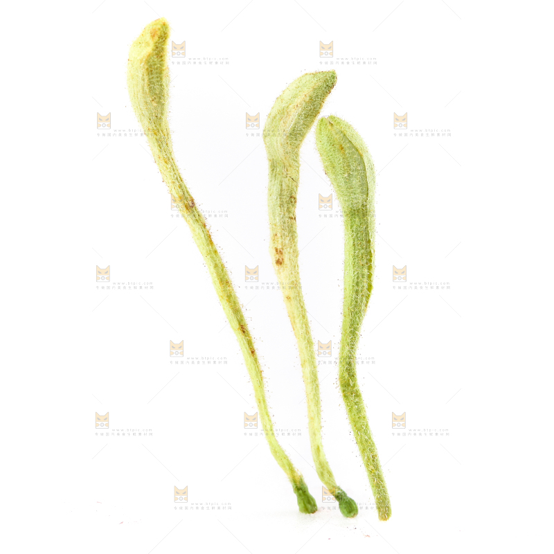 白底上的金银花