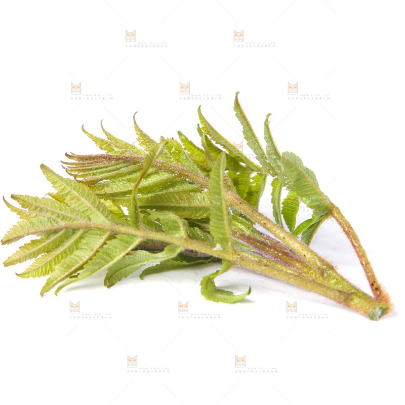 白底上放着新鲜香椿芽