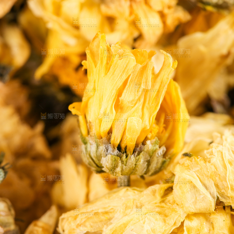 浅底上的干菊花
