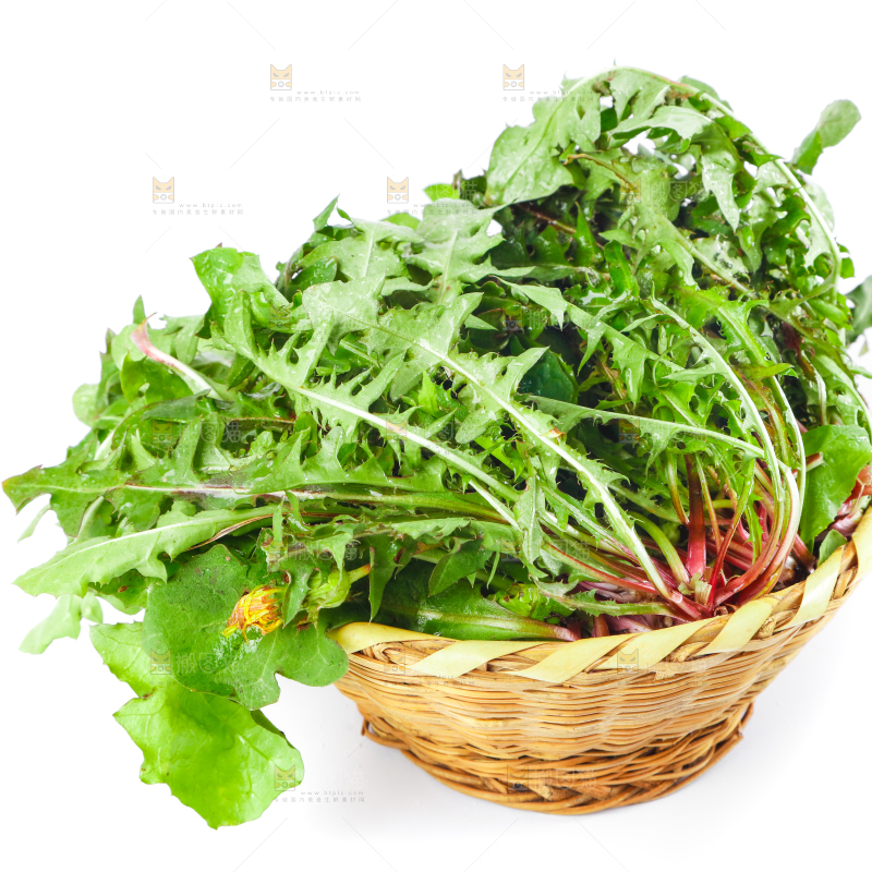 白底上放着一筐新鲜的蒲公英