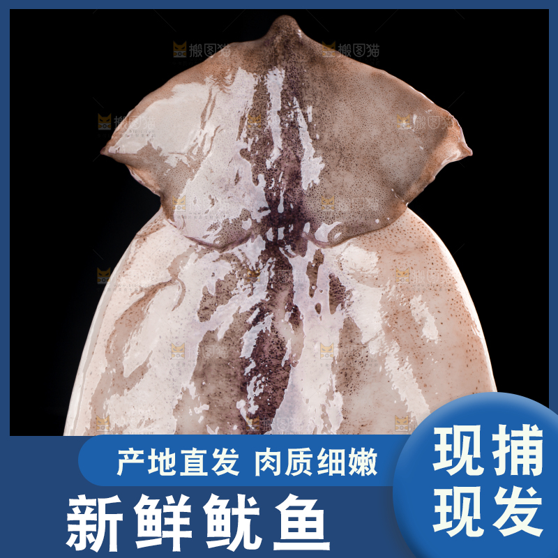 黑底上的野生大鱿鱼