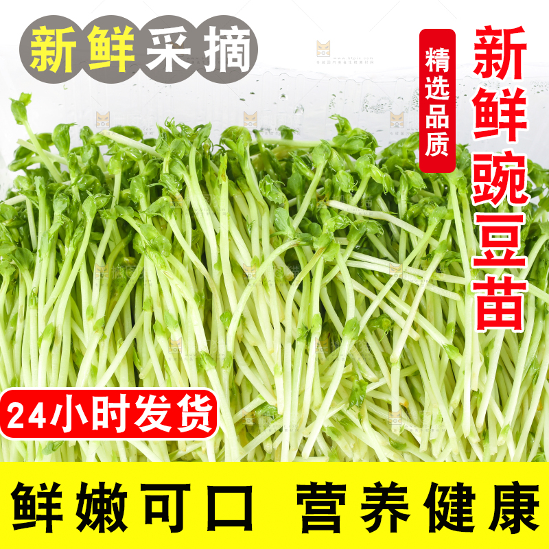 盘子里装着新鲜豌豆芽
