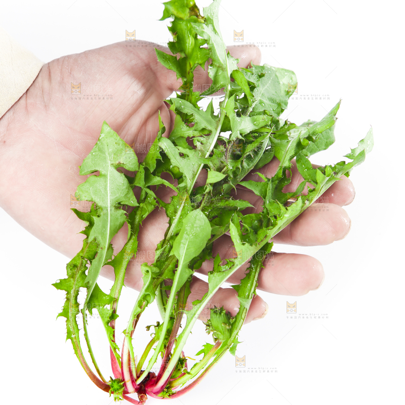 手拿黄花地丁