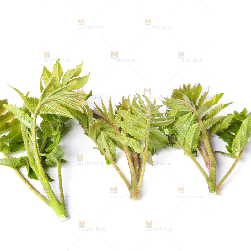 白底上放着新鲜香椿芽
