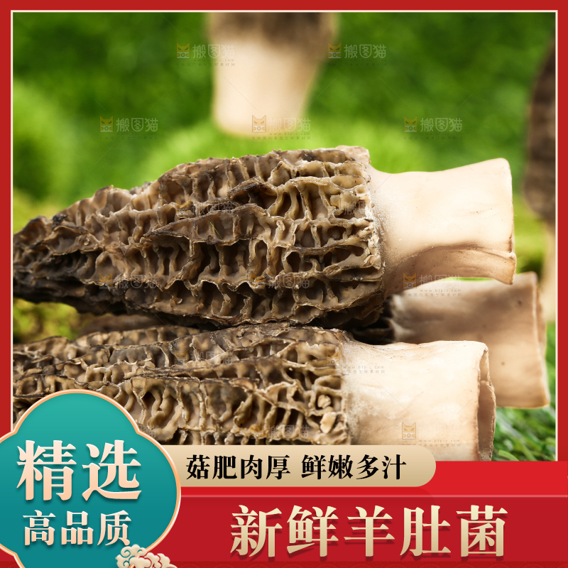 草地上的羊肚菇