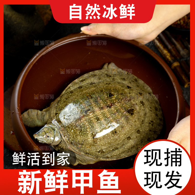盆子里装着中华鳖