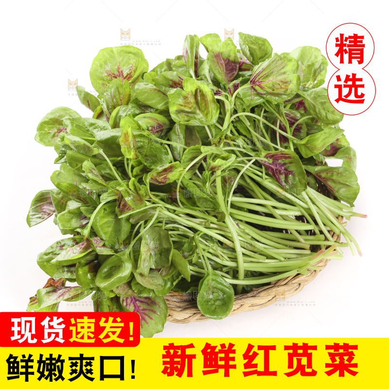 一筐红苋菜放在白底上