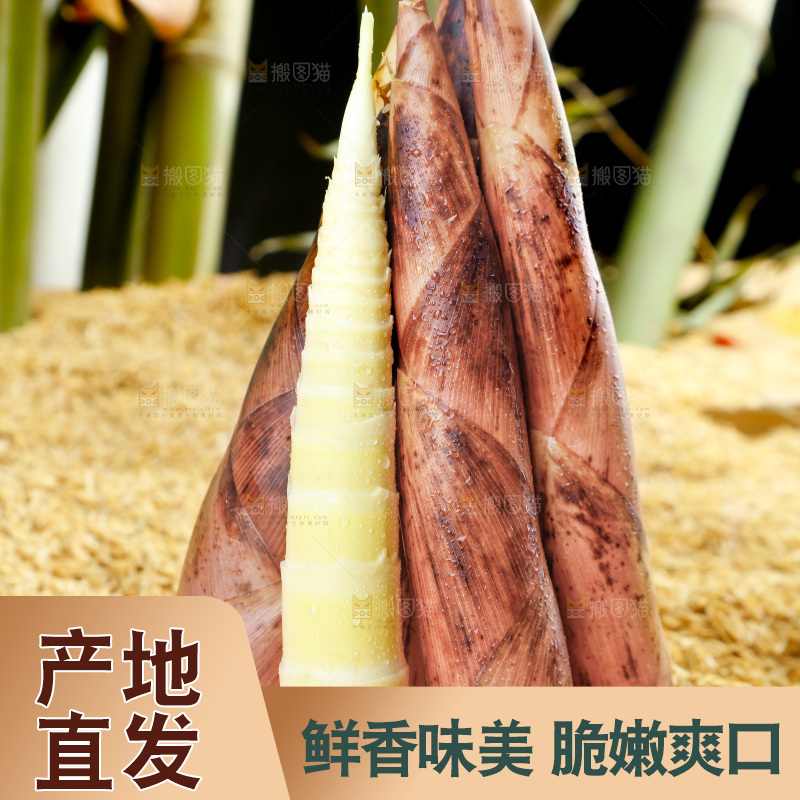 浅底上的春雷笋