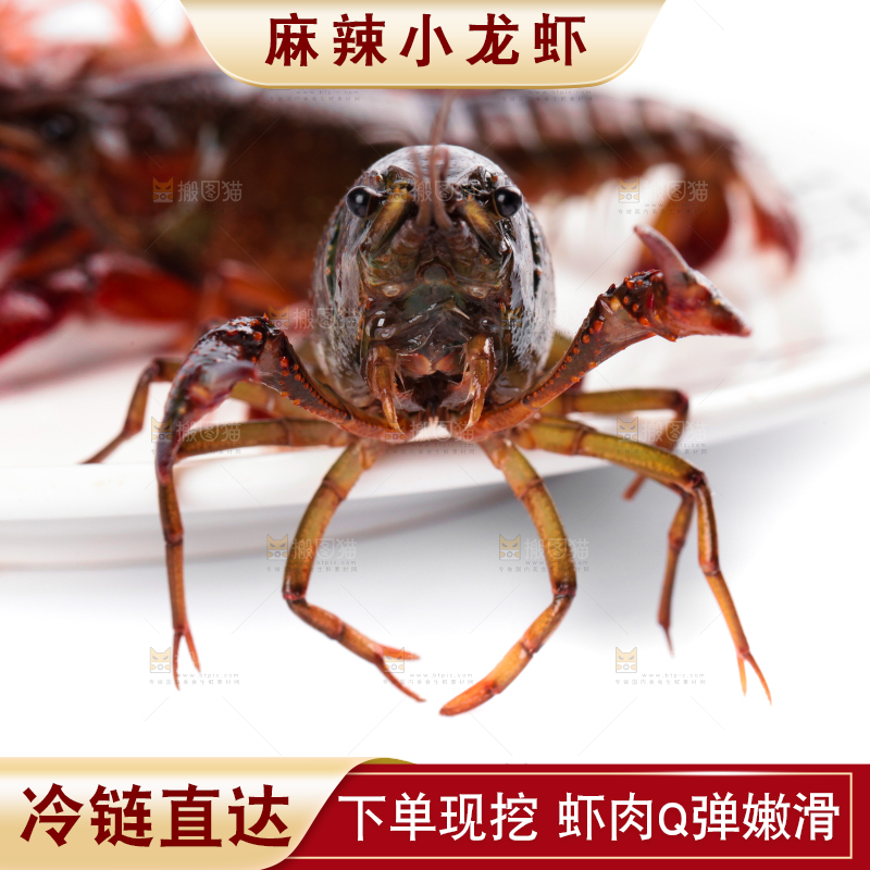 盘子里的鲜活龙虾