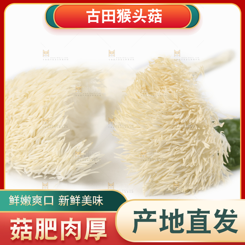 白底上放着东北山猴头菇