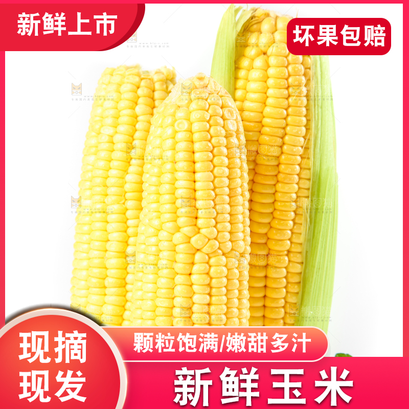 白底上摆放着苞谷