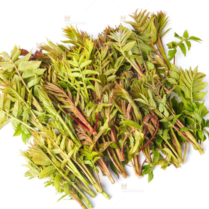 白底上的香椿芽