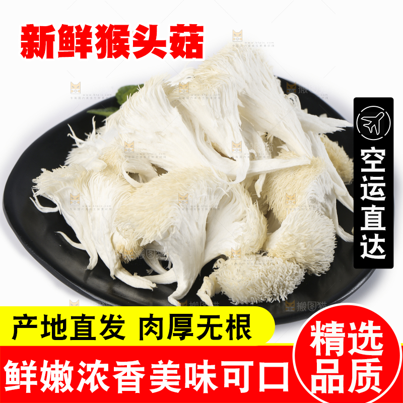 白底上放着东北山猴头菇