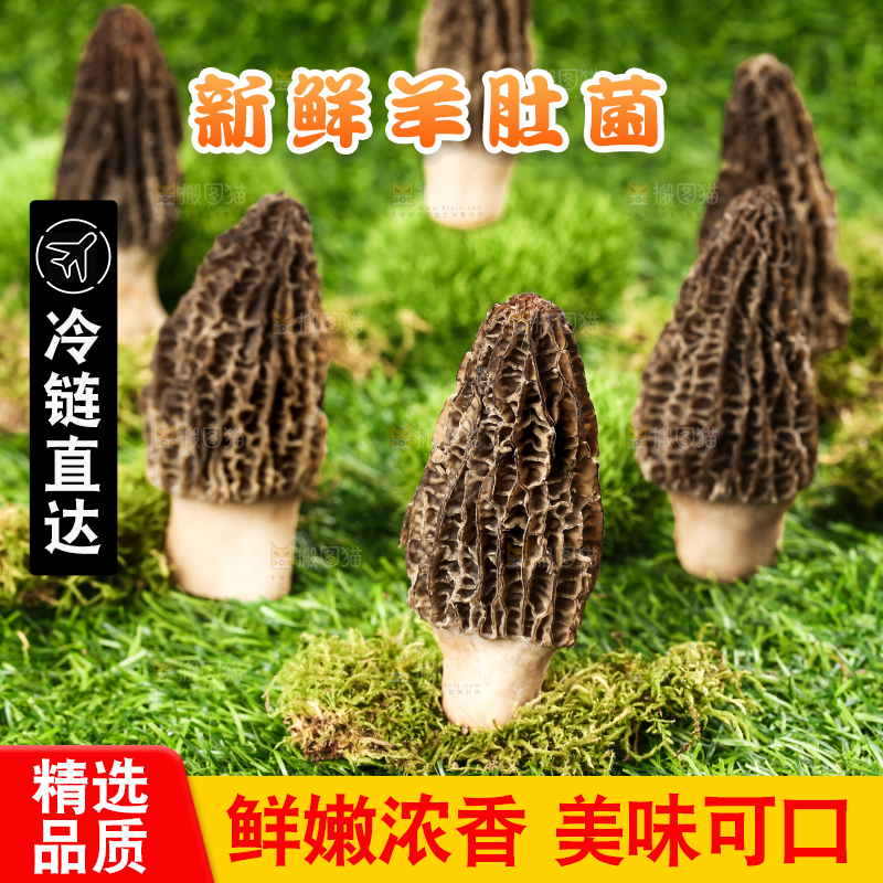 草地上的羊肚菇