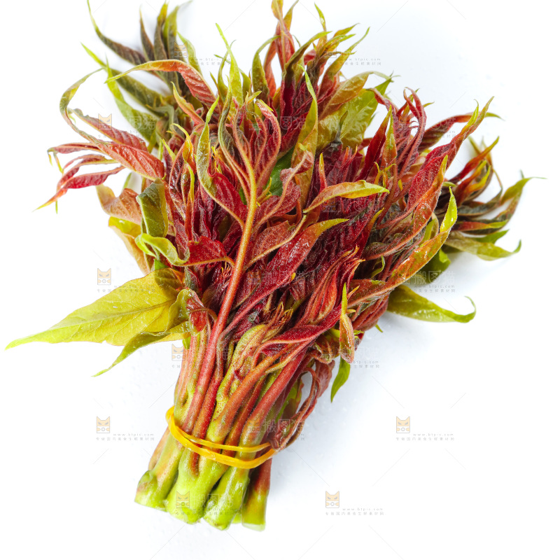 白底上的新鲜红香椿