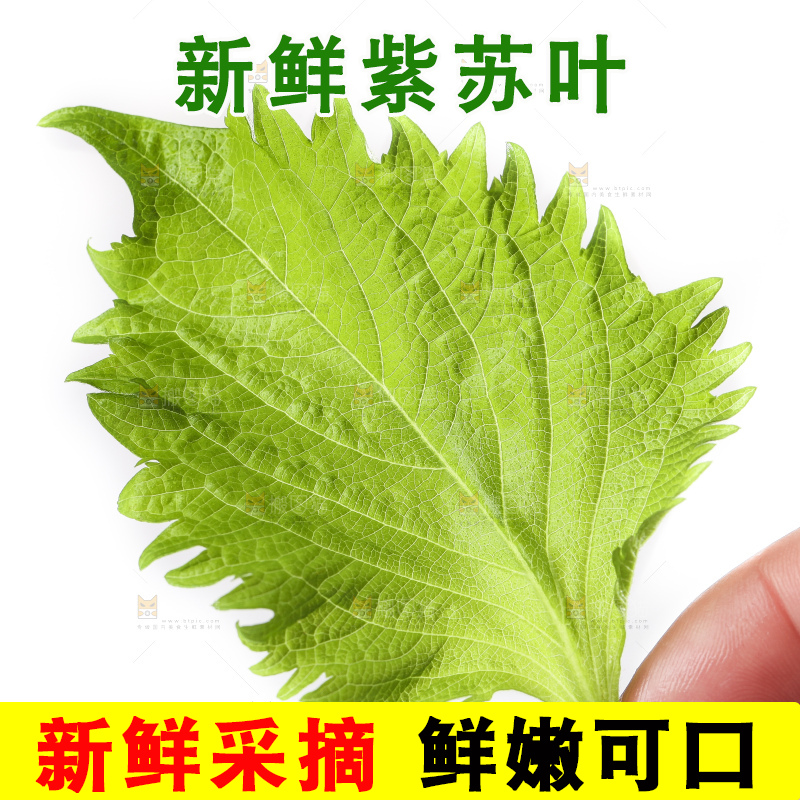 手拿紫苏叶