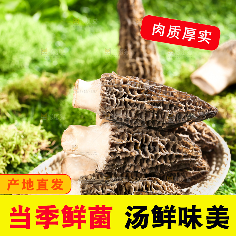 草地上放着一盘野生羊肚菌