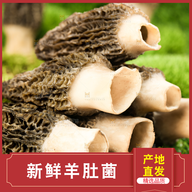 草地上的羊肚菇