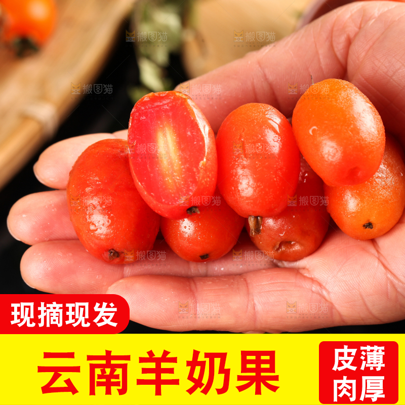 手拿新鲜羊奶果