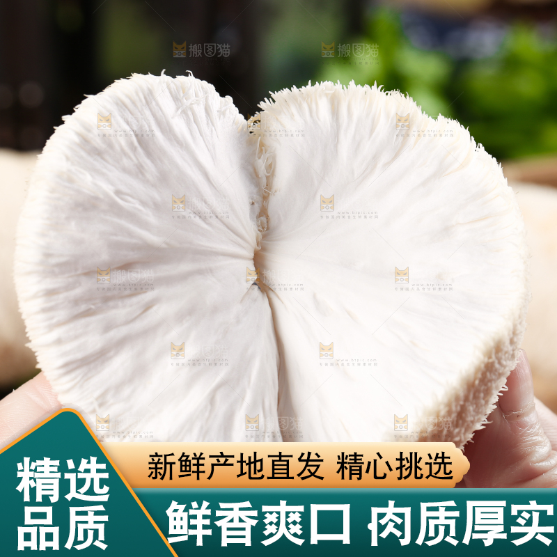手里拿着新鲜猴头菇