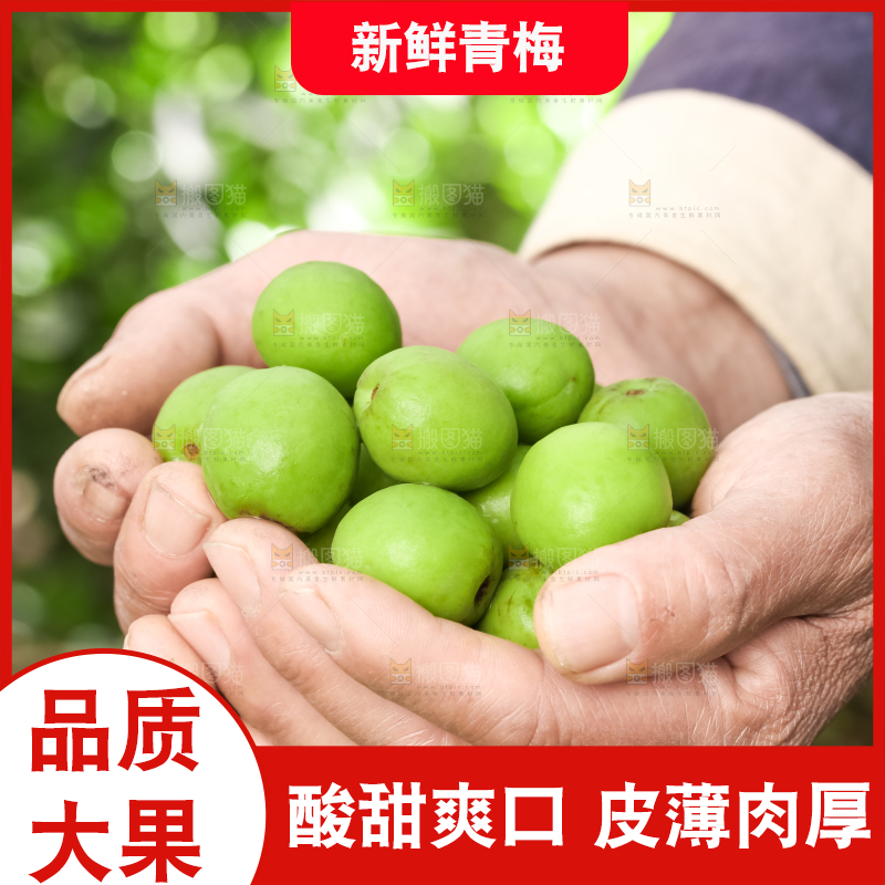 手拿新鲜青梅果