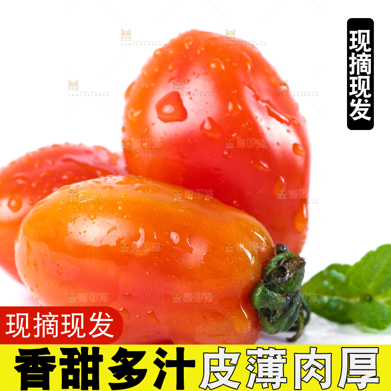 白底上摆放着丹东409小柿子