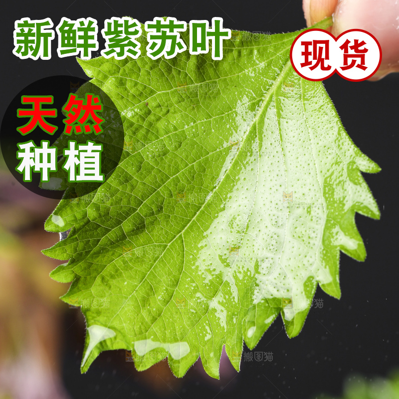 手拿紫苏叶