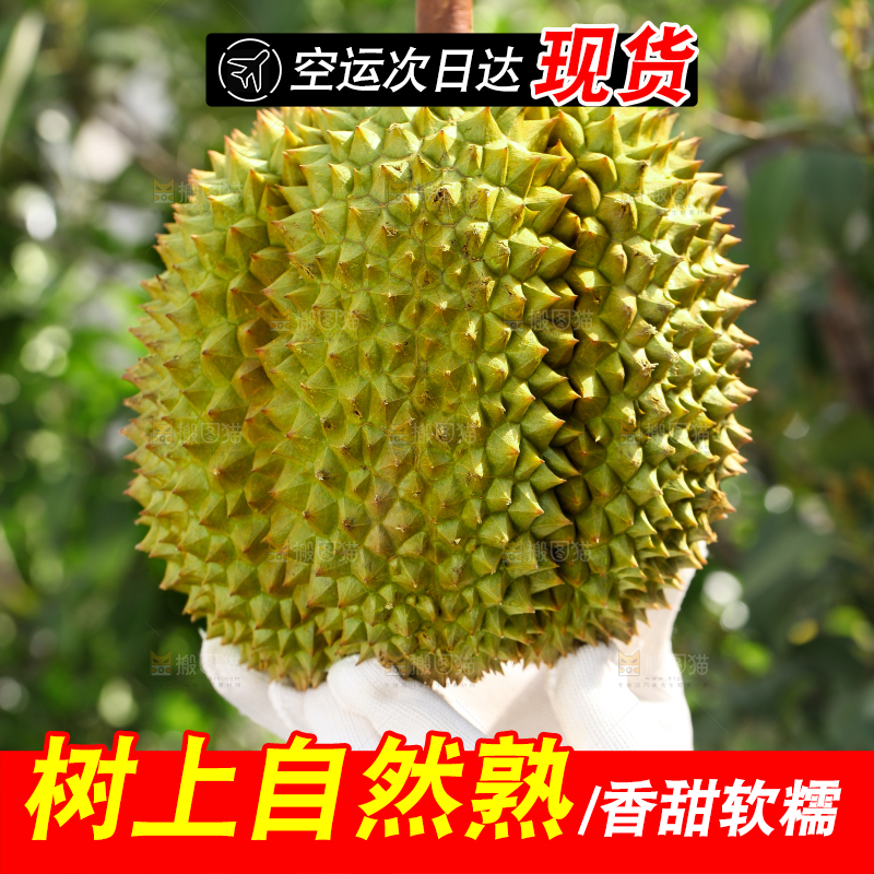 农民手里拿着泰国甲仑榴莲