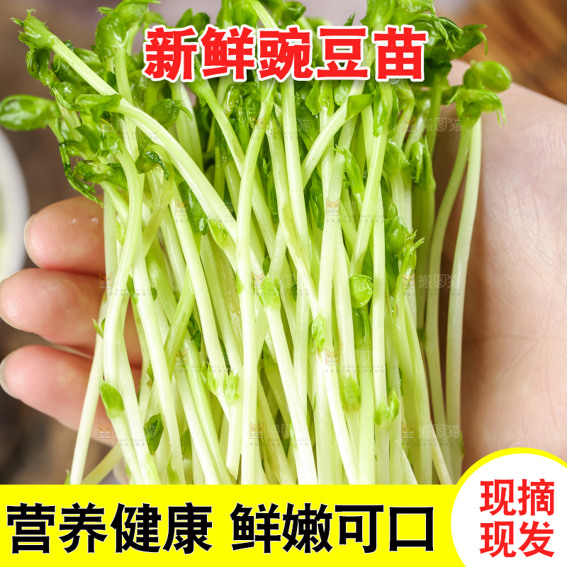篮子里的豌豆芽苗菜