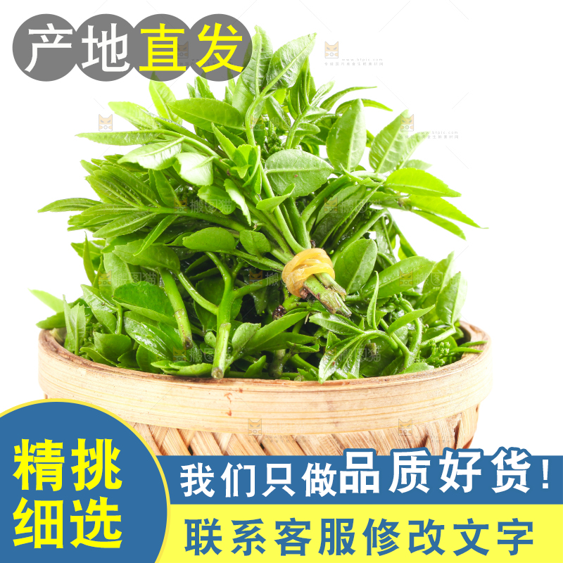 一筐野生花椒芽放在白底上