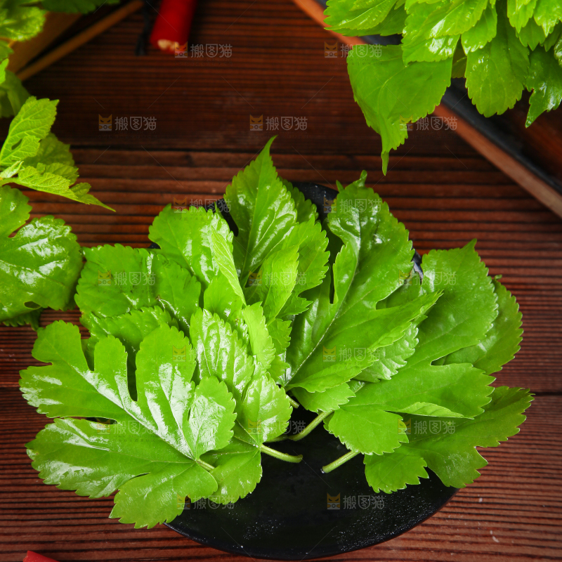 木底的桑叶