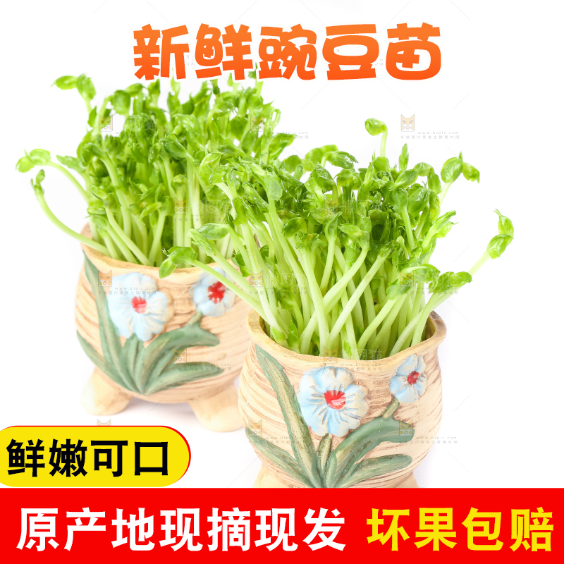 白底上放着豌豆芽菜