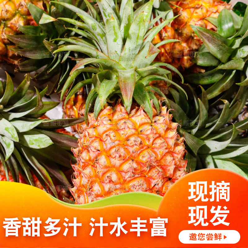 框子里装着金钻凤梨