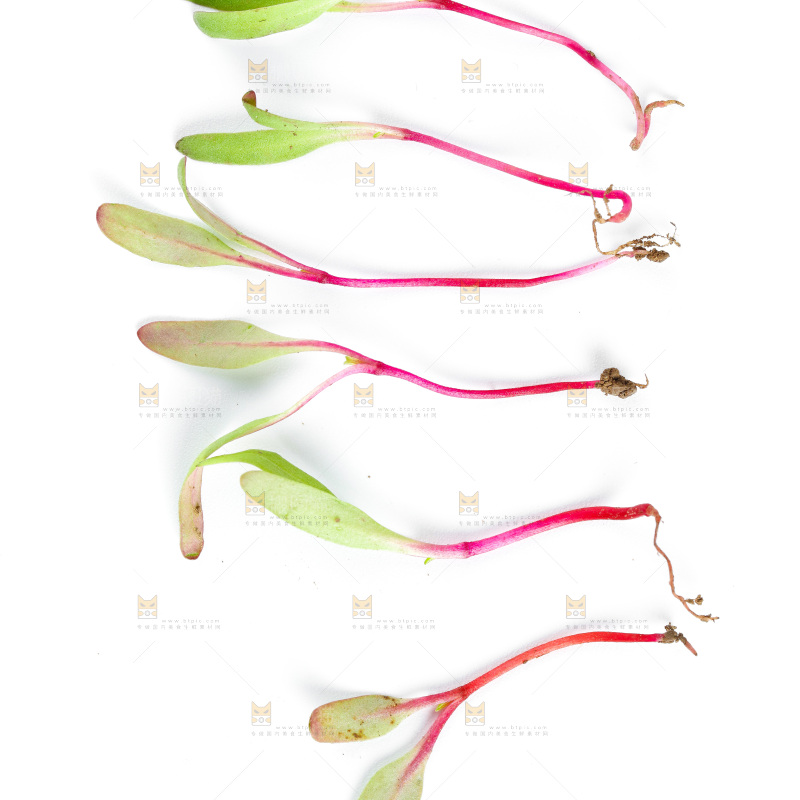 白底上的甜菜苗