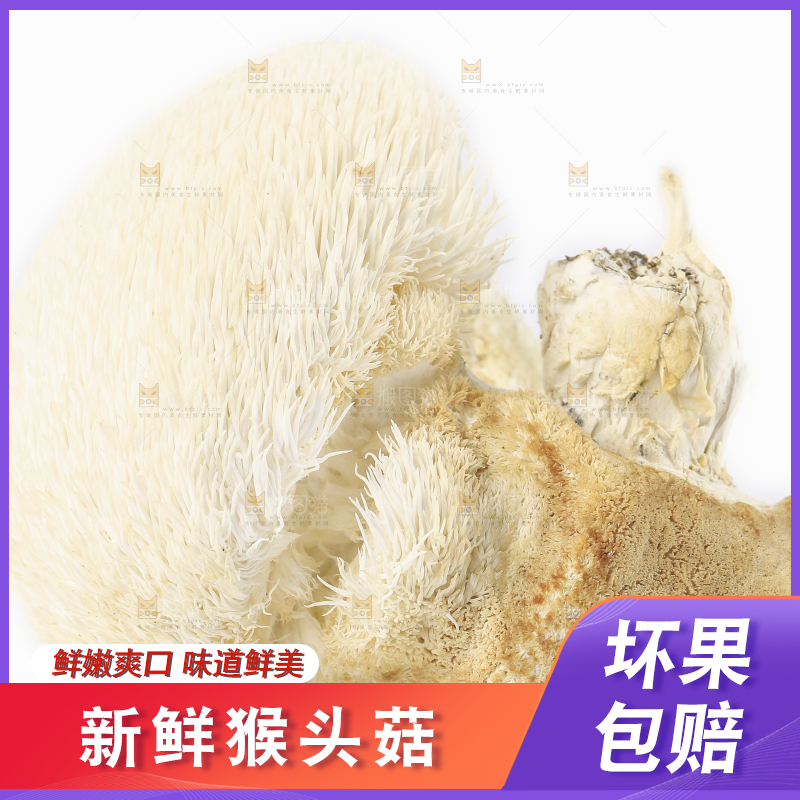 白底上的长白山猴头菇