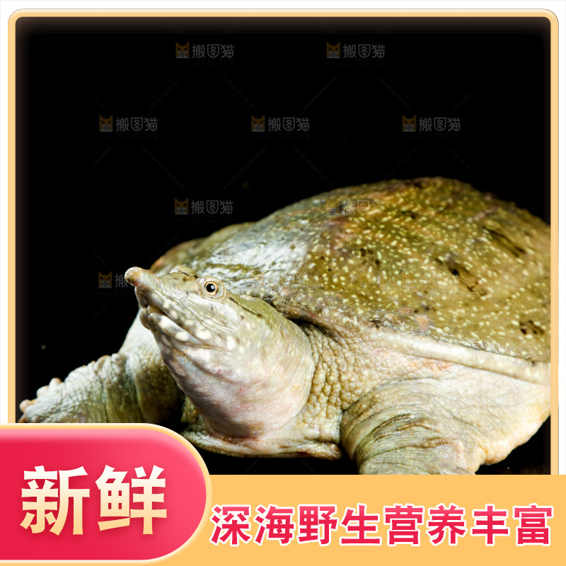 木板上放着大甲鱼